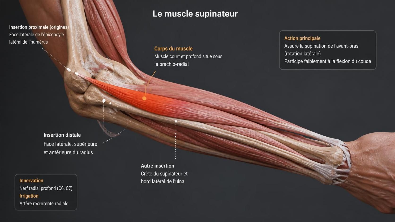 découvrez le muscle supinateur, son anatomie et son rôle essentiel dans le mouvement de la main pour mieux comprendre sa fonction et son importance.