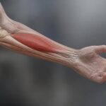 découvrez le muscle supinateur, son anatomie et son rôle essentiel dans le mouvement de la main pour une meilleure compréhension de la fonction musculaire.